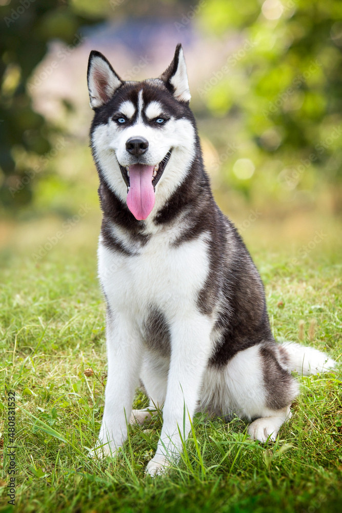 A beautiful Siberian Husky dog with blue eyes sits on the green grass in the park. The dog looks into the camera.