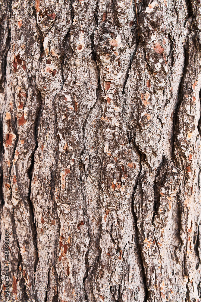 Tree bark texture, natural background Tree bark texture, natural background