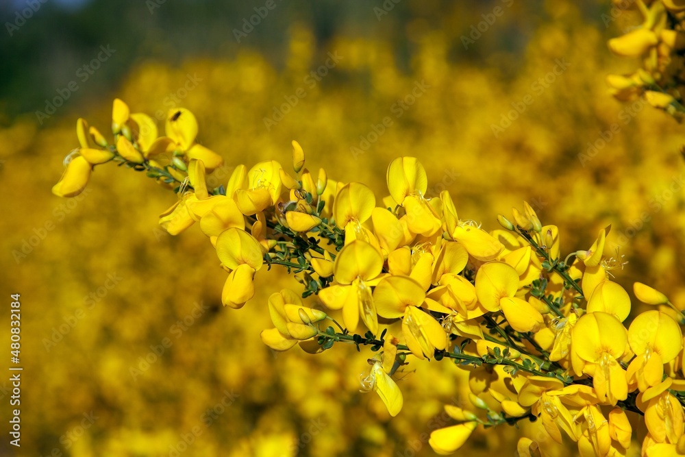 Cytisus scoparius common Scotch broom yellow flowering Cytisus scoparius common Scotch broom yellow flowering