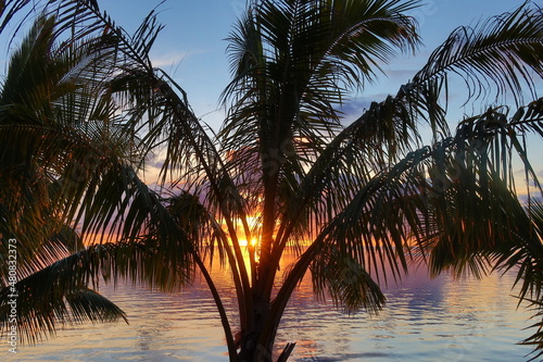 palm trees at sunset