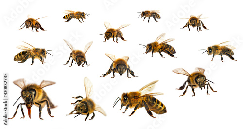 Set of bee or honeybee in Latin Apis Mellifera