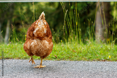 Huhn Hendl Henne von hinten geht über die Straße braun
