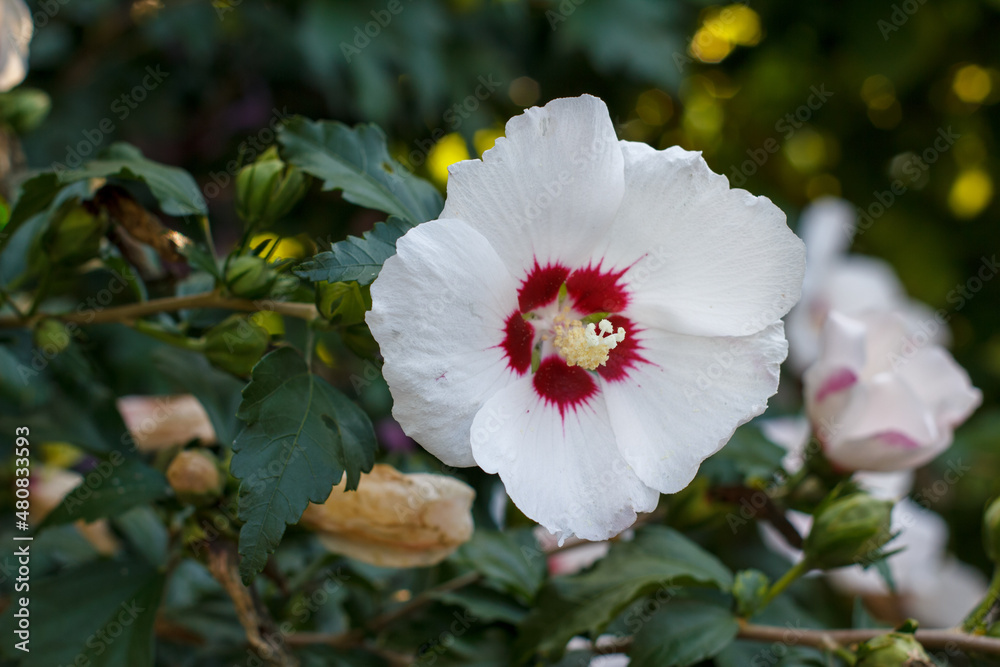 Obraz premium Hibiskus weiß mit einem roten Blütenansatz und gelbem Pollenansatz