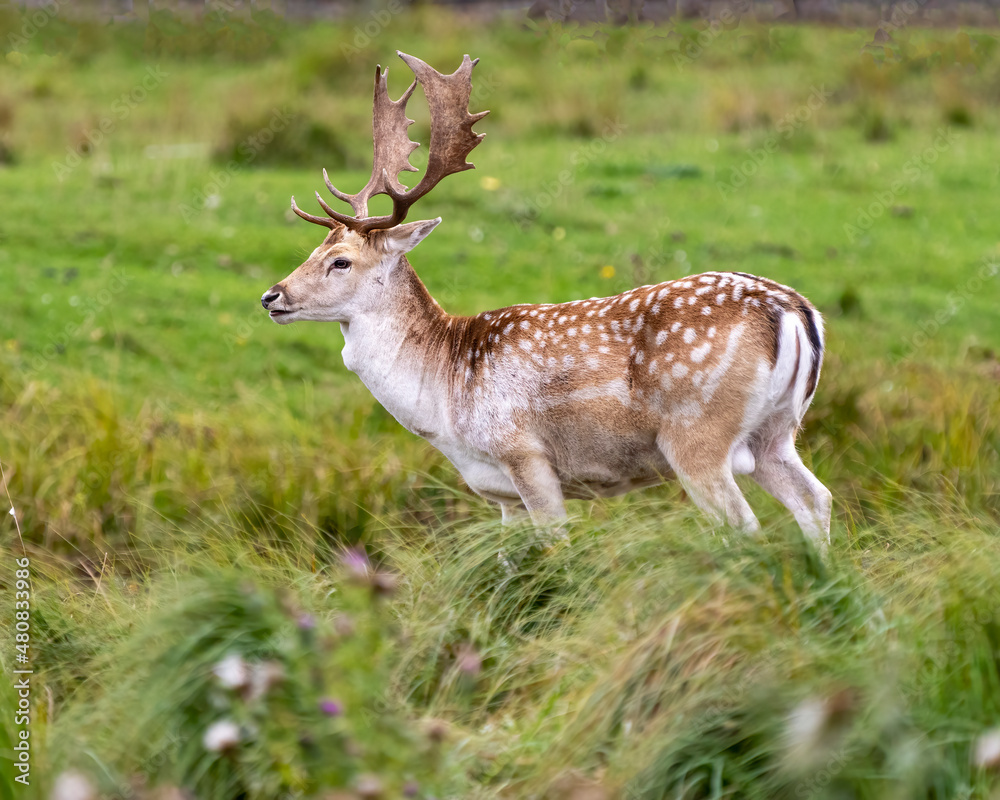 Deer Stock Photo and Image. Fallow Deer close-up side profile in the forest with a blur background in its environment and habitat surrounding. Deer Stock Photo and Image. Fallow Deer close-up side profile in the forest with a blur background in its environment and habitat surrounding.