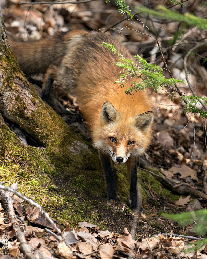 Naklejka premium Red Fox Photo Stock. Fox Image. Close-up profile front view in the spring season displaying fox tail, fur, in its environment and habitat with a blur foliage background.