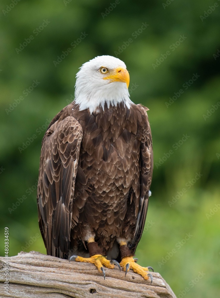 Obraz premium Bald Eagle