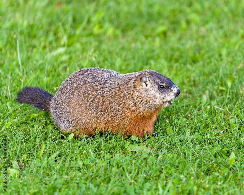 Groundhog Stock Photo. Foraging for food in the grass with blur background and foreground grass in its environment and surrounding habitat.