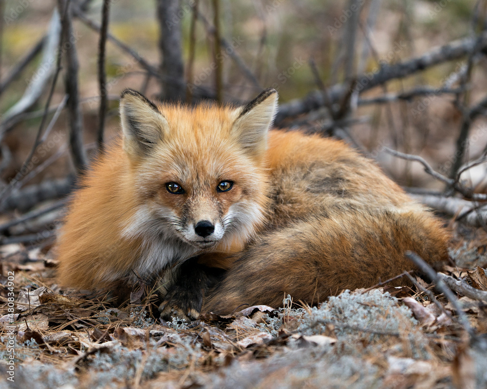 Red Fox Photo Stock. Fox Image. Close-up view resting on white moss and brown leaves in the spring season displaying fox tail, in its environment and habitat with a blur branches background. Portrait. Red Fox Photo Stock. Fox Image. Close-up view resting on white moss and brown leaves in the spring season displaying fox tail, in its environment and habitat with a blur branches background. Portrait.