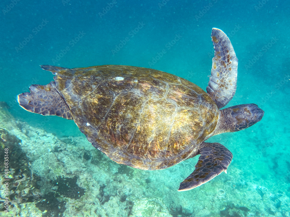 Obraz premium Green Sea turtle swimming underwater in Tagus Cove, off the shoreline of Isabela Island, Galapagos