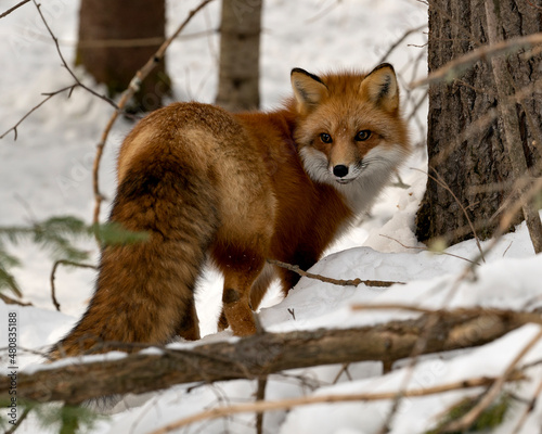 Red Fox Stock Photo.