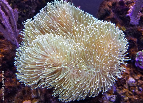 Close up of a beautiful Toadstool elather coral