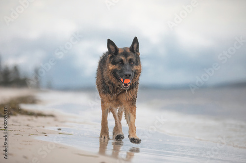 A female German Shepherd Dog enjoying a day at the beach. © John