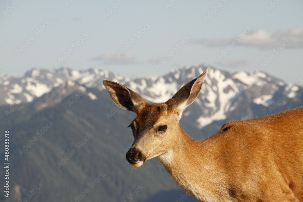 A Black-tailed Deer at Hurricane Ridge with the Olympic Mountains as a background A Black-tailed Deer at Hurricane Ridge with the Olympic Mountains as a background