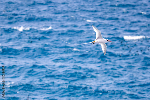 Red-billed tropicbird in flight above south Plaza Island, Galapagos