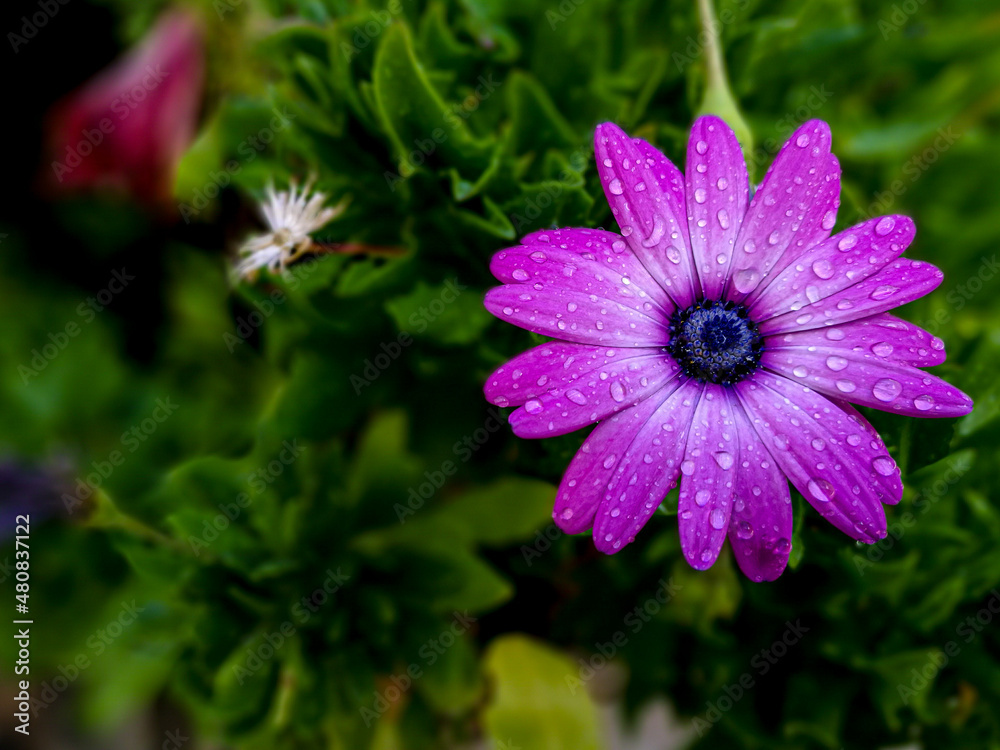 Fototapeta premium Dimorphotheca ecklonis. Osteospermum