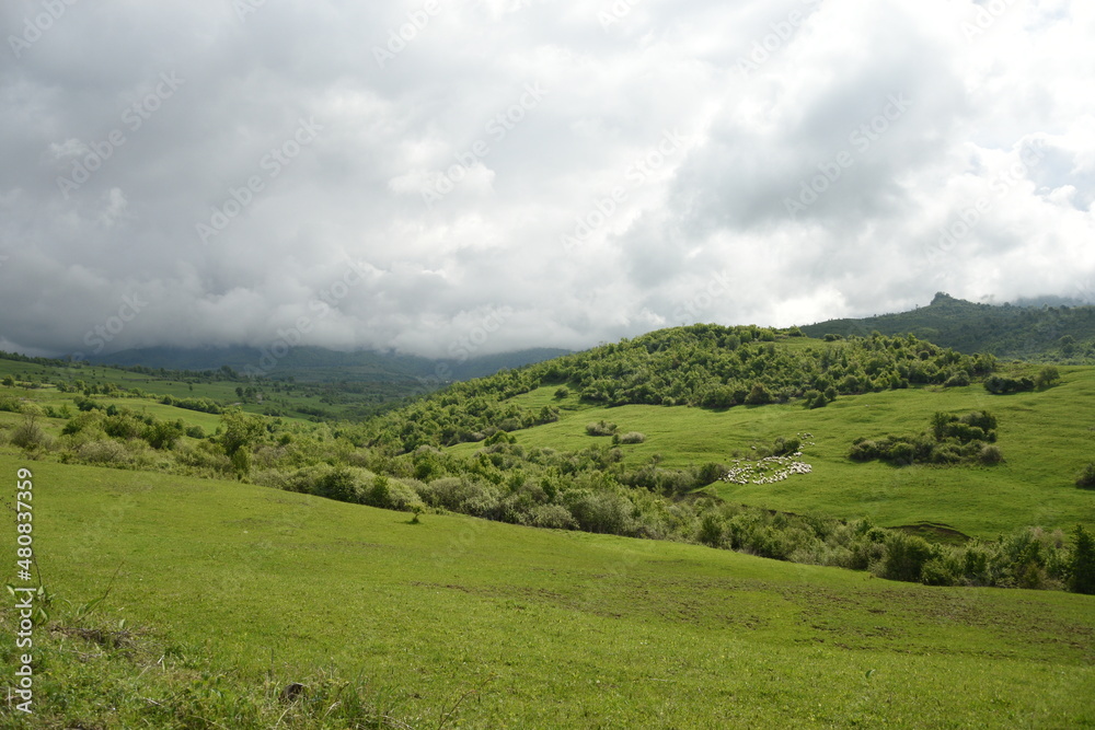 Fototapeta premium Herd of sheep in Bistrita area in Romania 2017
