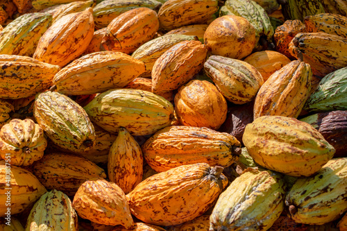 Cosecha de Fruto de cacao en mexico