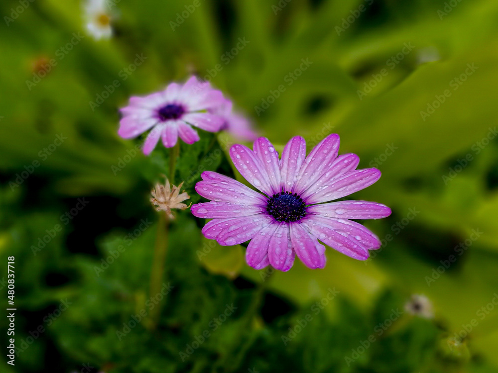 Dimorphotheca ecklonis. Osteospermum Dimorphotheca ecklonis. Osteospermum