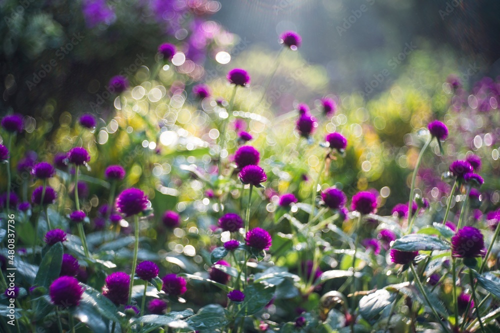 Natural photos: Colorful flower paintings. This is beautifull flowers Natural photos: Colorful flower paintings. This is beautifull flowers