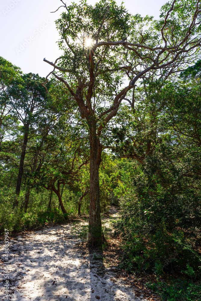 Forest Trail scene on Summer at Day Time.Fairy Scene. Nature Concept