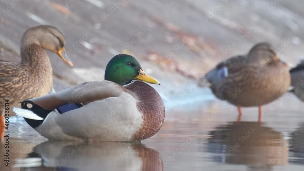 Wild ducks resting on lake shore. Birdwatching concept