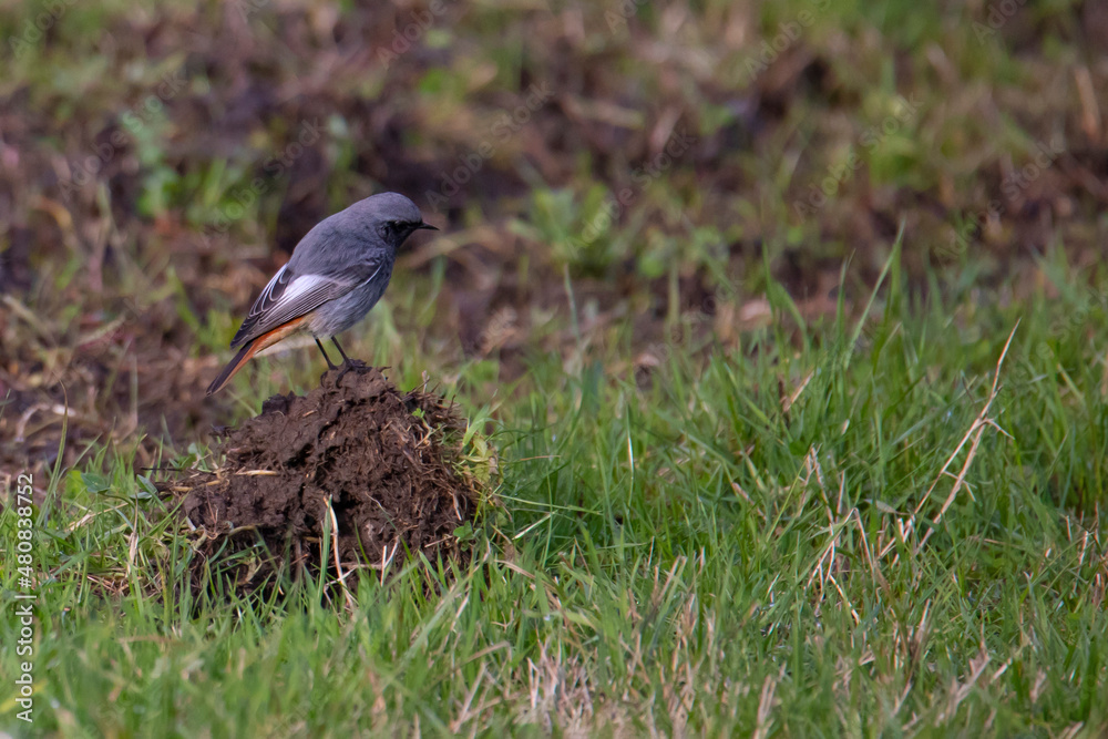 Black redstart bird  ,Phoenicurus ochruros, on the grass