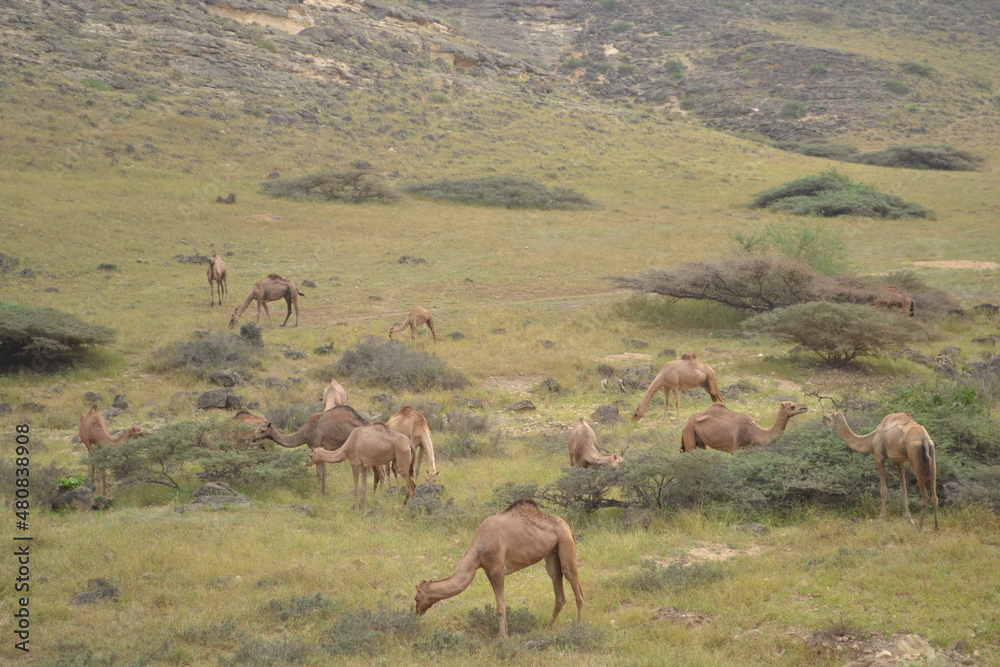 Naklejka premium Oman