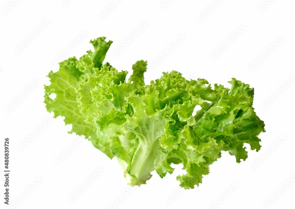 fresh lettuce isolated on white background fresh lettuce isolated on white background