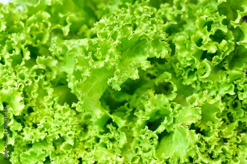 green lettuce background