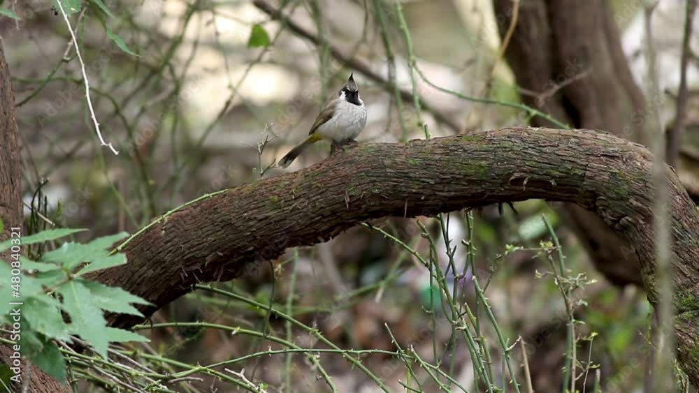 himalayan bulbul sitting on tree branch himalayan bulbul sitting on tree branch