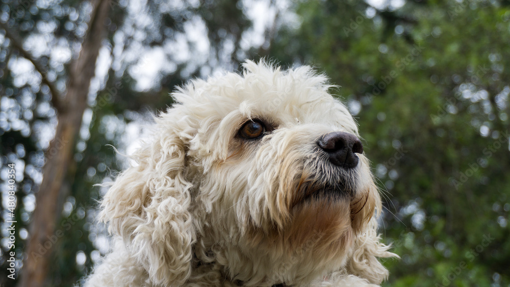 portrait of a dog