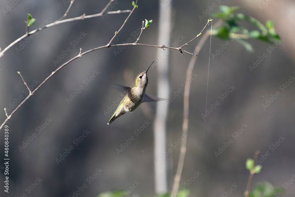 An Anna's Hummingbird taking on the day An Anna's Hummingbird taking on the day