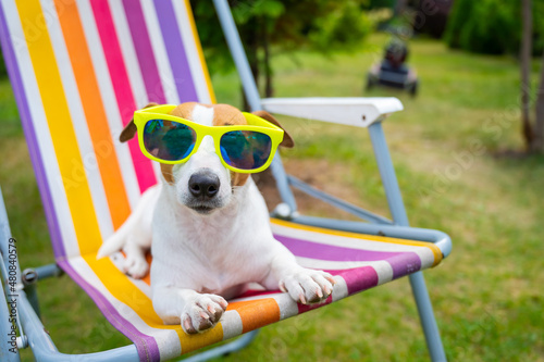 Fototapeta Naklejka Na Ścianę i Meble -  Jack russell terrier dog in sunglasses is resting on a sun lounger. Summer vacation concept.