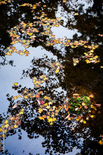 Autumn maple leaves floating on water