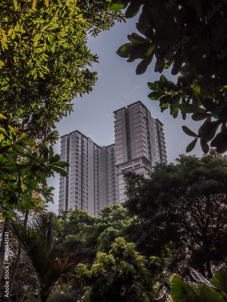 high rise buildings behind the trees