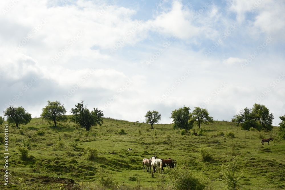wild horses on a grassy field in Bistrita, Romania 