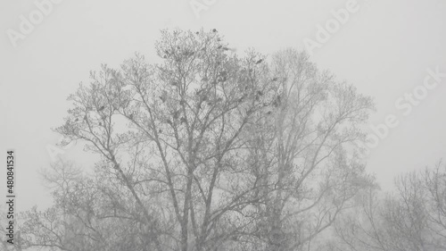 Wallpaper Mural Crows playing on tree as snow falls Torontodigital.ca