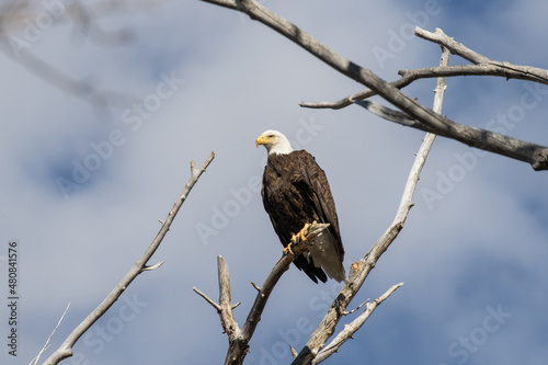 Bald Eagle on a Perch
