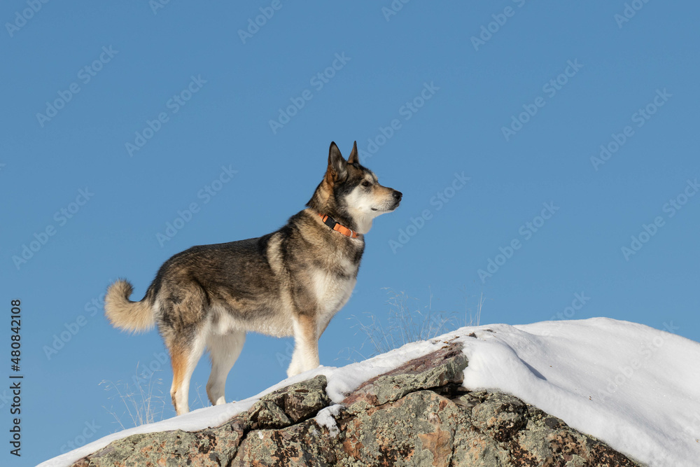 Fototapeta premium Alaskan Shepherd Profile