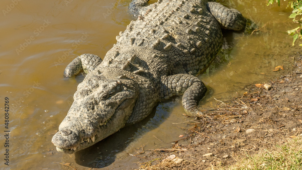 Cocodrilos de San Blas Nayarit México Cocodrilos de San Blas Nayarit México