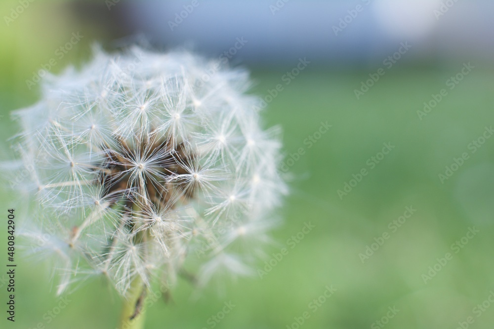 Fototapeta premium dandelion head
