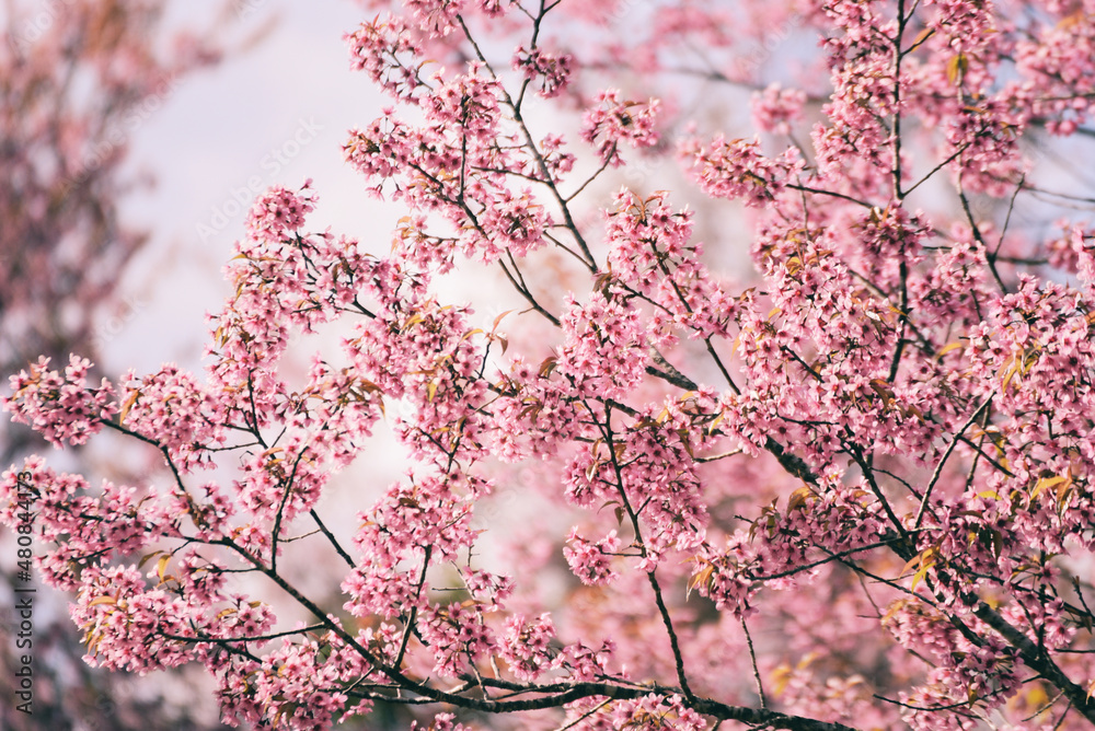 Wild Himalayan Cherry Blossom on tree, beautiful pink sakura flower at winter landscape tree with blue sky