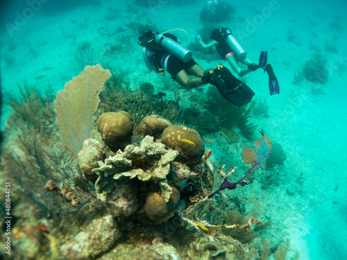 divers enjoying the coral reef © Juanmarcos