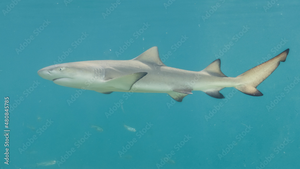 Fototapeta premium St. Thomas, United States Virgin Islands