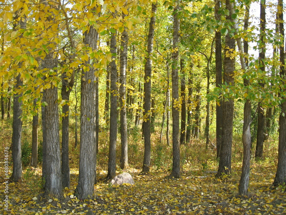 Obraz premium autumn in the woods, Elk Island National Park, Alberta