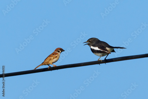 Eurasian Tree Sparrow and Oriental magpie robin. Two birds talking on cables and leave space for text input. photo