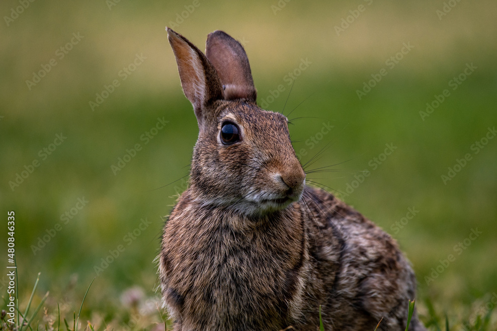 Fototapeta premium An Eastern Cottontail (Sylvilagus floridanus) sitting in the grass looking off to the side