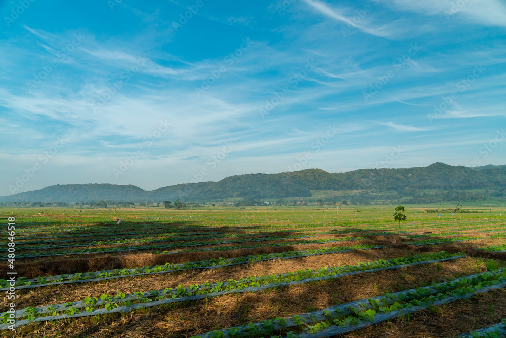 Fototapeta premium Amazing Rice Fields When Approaching Evening With Hilly Background In Countryside Is Very Quiet & Peaceful