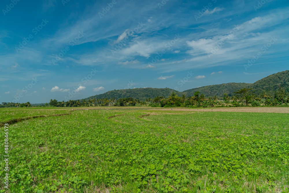 Amazing Rice Fields When Approaching Evening With Hilly Background In Countryside Is Very Quiet & Peaceful