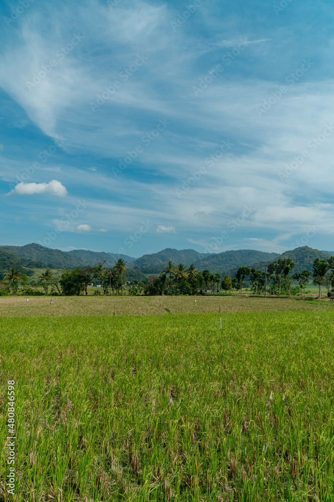 Amazing Rice Fields When Approaching Evening With Hilly Background In Countryside Is Very Quiet & Peaceful